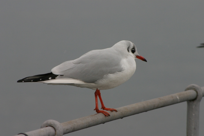 Mouettes - moineaux Vevey - 041